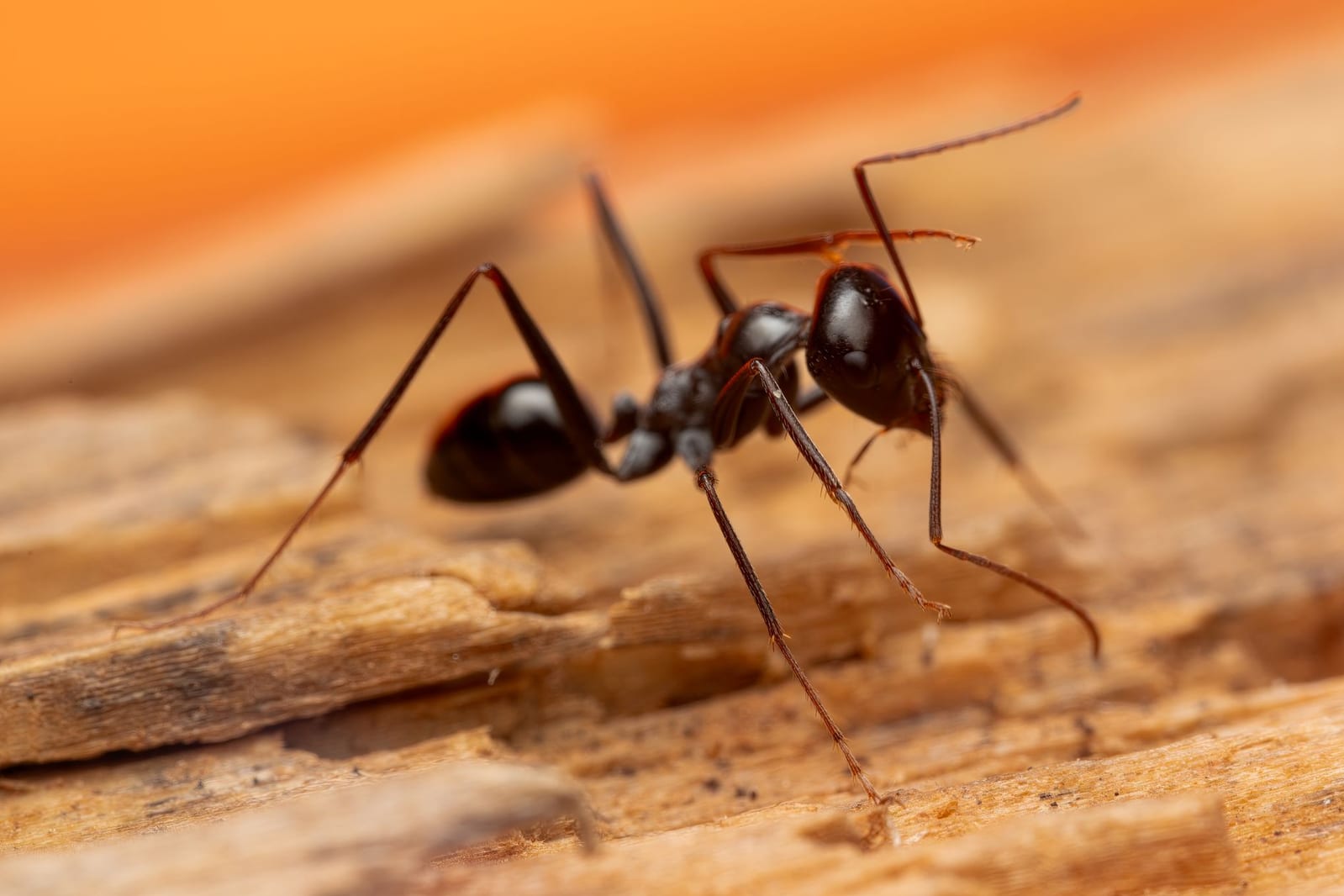 Carpenter Ant & Ant Control